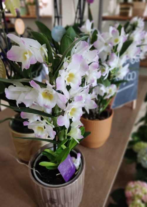 FIORI-DA-INTERNO