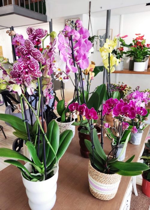 ORCHIDEE-INTERNO