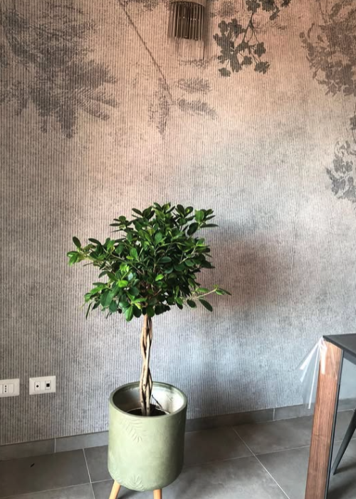 PIANTE-DA-INTERNO-FICUS