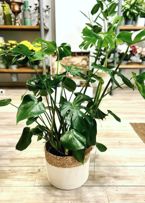 PIANTE-DA-INTERNO-MONSTARA