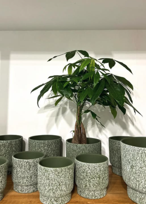 PIANTE-E-DECORAZIONI-CASA